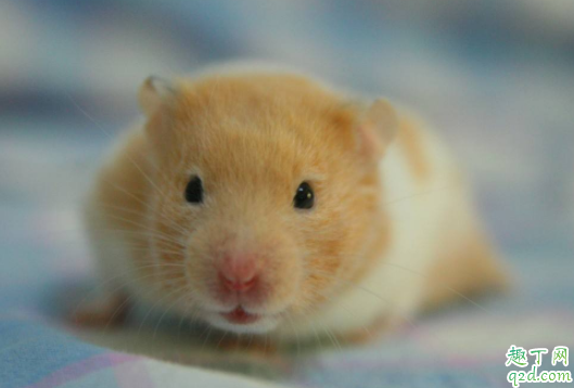 金丝熊怎么样才能算配种成功 怀孕的金丝熊怎么照顾