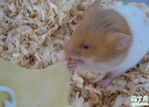 金丝熊怎么样才能算配种成功 怀孕的金丝熊怎么照顾