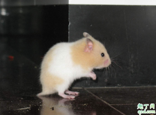 金丝熊怎么样才能算配种成功 怀孕的金丝熊怎么照顾