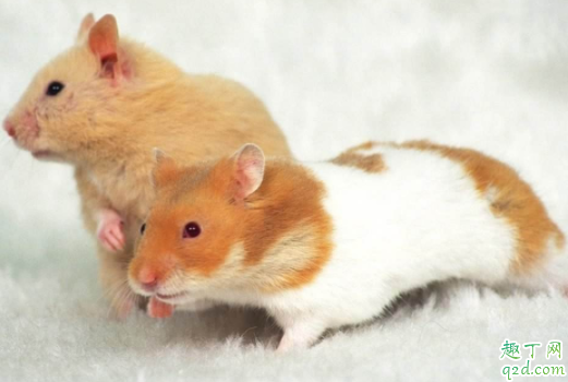 金丝熊怎么样才能算配种成功 怀孕的金丝熊怎么照顾