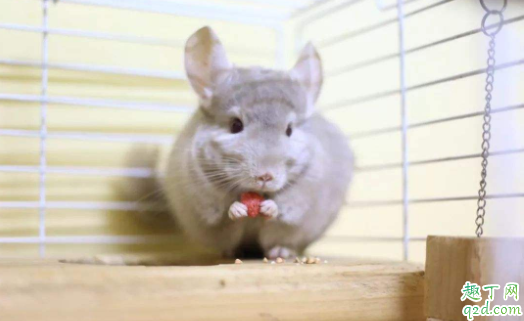 龙猫耳朵有小缺口是不是不好 龙猫耳朵耷拉下来是因为什么