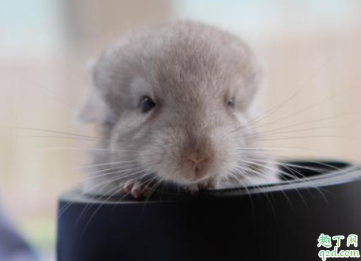 龙猫耳朵有小缺口是不是不好 龙猫耳朵耷拉下来是因为什么