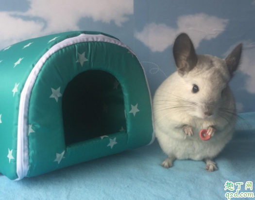 龙猫耳朵有小缺口是不是不好 龙猫耳朵耷拉下来是因为什么