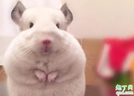 龙猫应该喂什么草 怎么教龙猫用撞针水壶