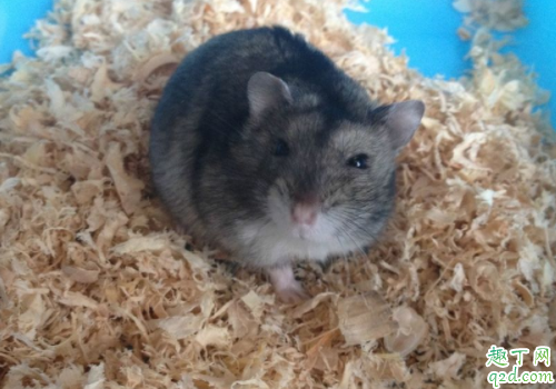 龙猫为什么咬自己的毛 龙猫咬毛还有救么