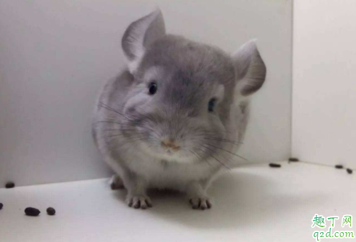 龙猫为什么咬自己的毛 龙猫咬毛还有救么