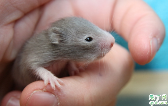 仓鼠吃巧克力会死吗 可以喂仓鼠吃糖吗