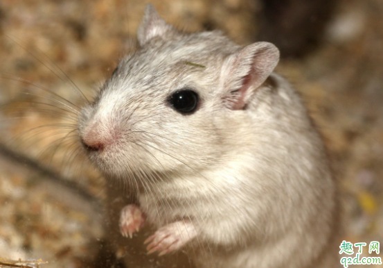 仓鼠吃巧克力会死吗 可以喂仓鼠吃糖吗