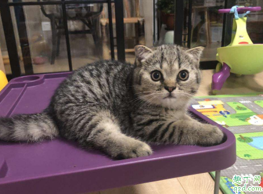 虎斑猫的寿命一般在几年 英短有虎斑猫吗