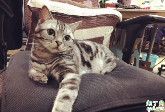 怎么分辨虎斑和狸花猫 虎斑猫脸能长圆吗