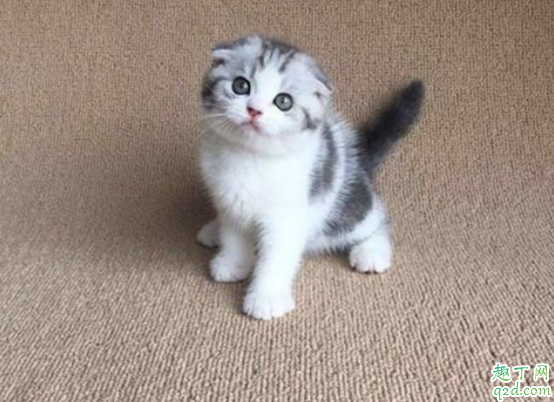 怎么分辨虎斑和狸花猫 虎斑猫脸能长圆吗