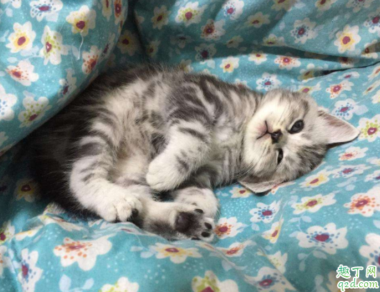 猫总是玩猫砂怎么办 松木猫砂要用双层盆吗