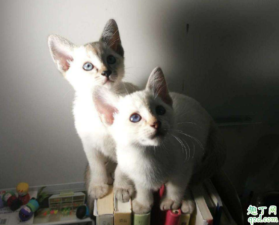 猫总是玩猫砂怎么办 松木猫砂要用双层盆吗