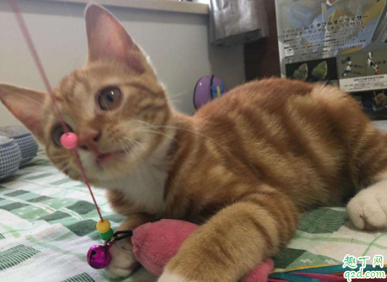 猫总是玩猫砂怎么办 松木猫砂要用双层盆吗