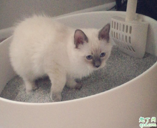 猫总是玩猫砂怎么办 松木猫砂要用双层盆吗