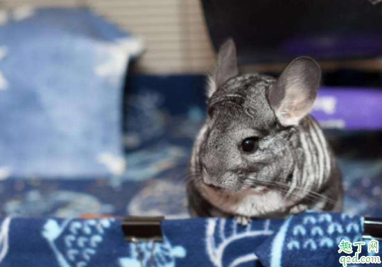 龙猫会认主人吗 怎么让龙猫亲近主人