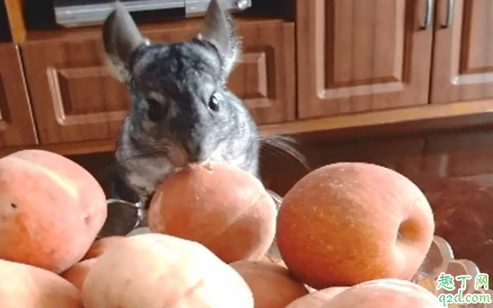 龙猫会认主人吗 怎么让龙猫亲近主人