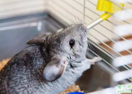 龙猫会认主人吗 怎么让龙猫亲近主人