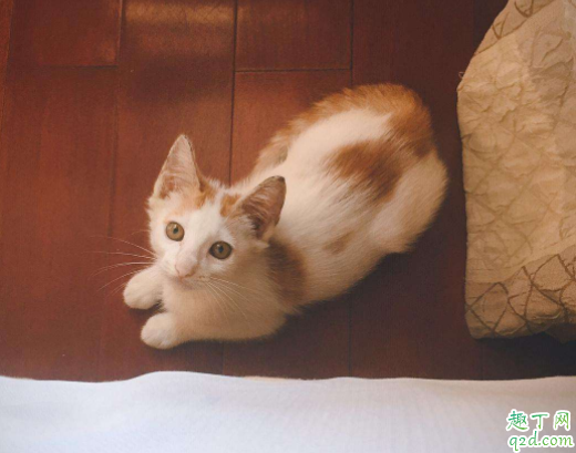 猫砂选什么类型好 怎么看猫喜不喜欢现在的猫砂