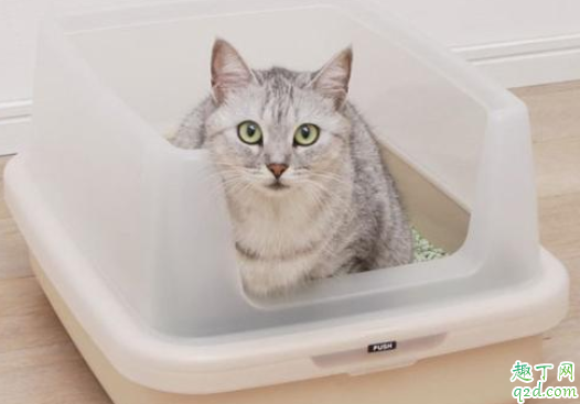 猫砂选什么类型好 怎么看猫喜不喜欢现在的猫砂