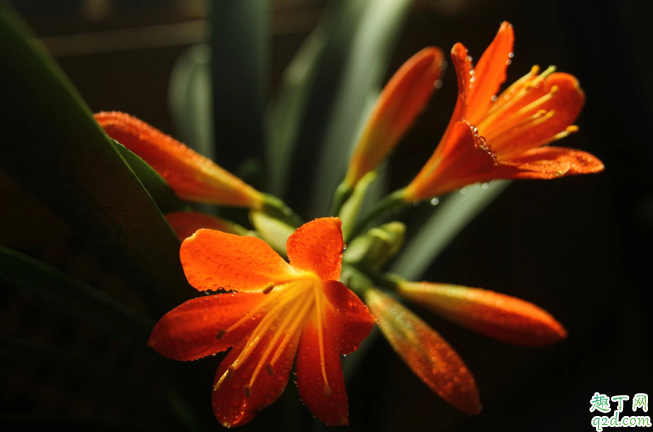君子兰每年开花几次 兰花怎么养开花快