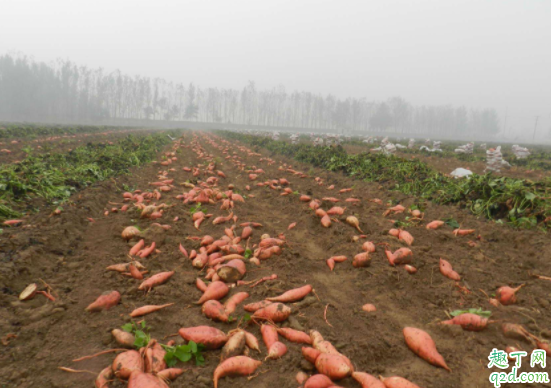 花生为什么要谷雨之后种 为什么要到谷雨后才能种红薯