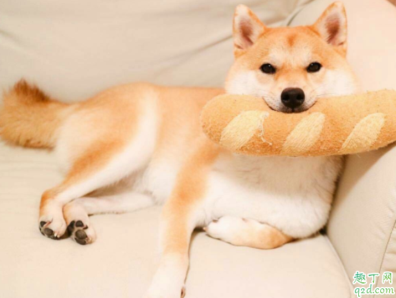 柴犬幼崽怎么看品相 买柴犬怎么识别不被骗