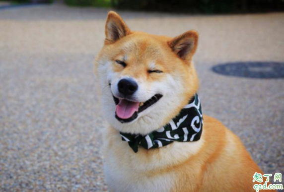 柴犬幼崽怎么看品相 买柴犬怎么识别不被骗