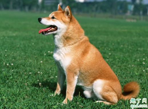 三个月柴犬感冒怎么办 柴犬为什么老是打喷嚏流鼻涕