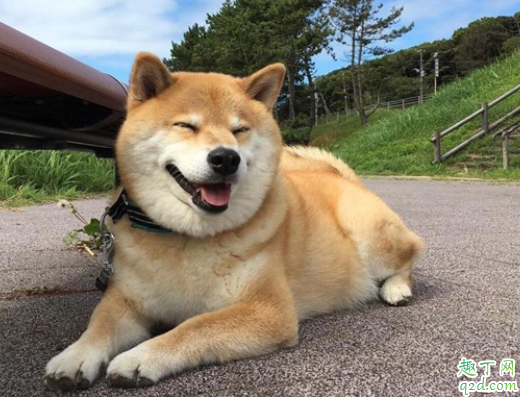 三个月柴犬感冒怎么办 柴犬为什么老是打喷嚏流鼻涕