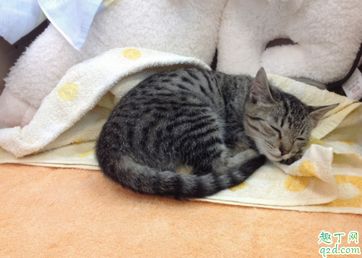 猫细小能不能感染狗 猫咪得了细小会痊愈吗