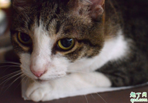 猫细小能不能感染狗 猫咪得了细小会痊愈吗