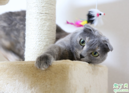 猫细小能不能感染狗 猫咪得了细小会痊愈吗