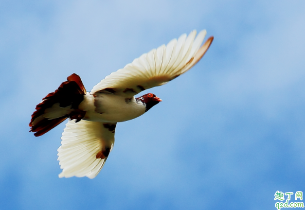白瘢风会遗传下一代吗 怎么避免得白癜风