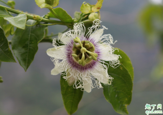 罗汉果泡水可以治咽炎吗 慢性咽炎罗汉果管用吗