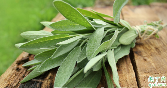 三七粉好还是丹参粉好 常用丹参粉对身体有啥好处