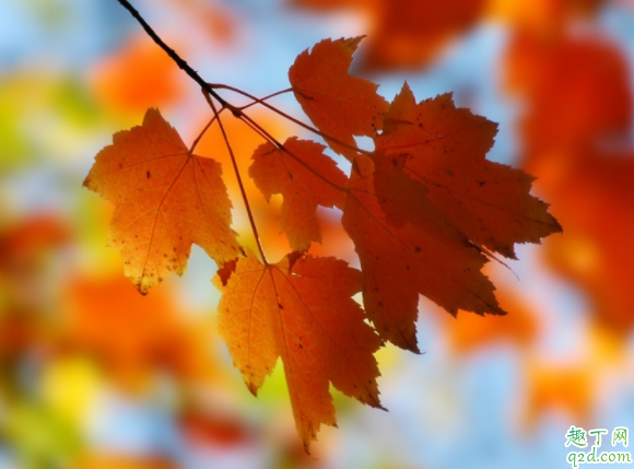 胆囊炎手术是不是要切除胆 结石性胆囊炎怎么预防