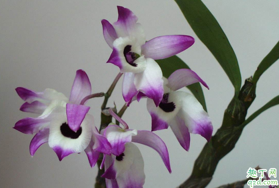 石斛兰老不开花是咋回事 石斛兰老不开花怎么办