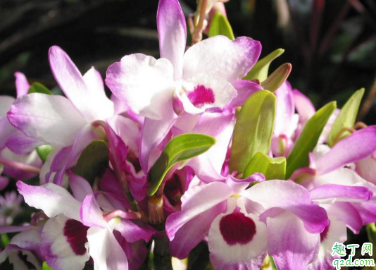 石斛兰老不开花是咋回事 石斛兰老不开花怎么办