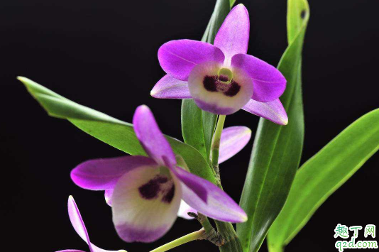 石斛兰老不开花是咋回事 石斛兰老不开花怎么办