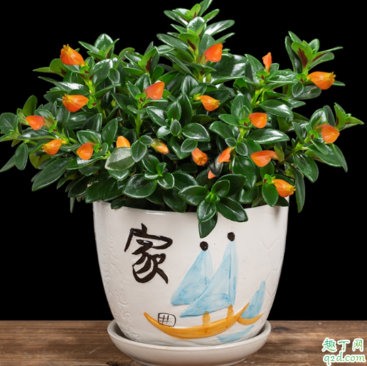 金鱼吊兰的枝条能扦插吗 金鱼吊兰扦插后花少什么原因