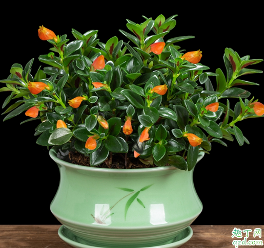 金鱼吊兰的枝条能扦插吗 金鱼吊兰扦插后花少什么原因