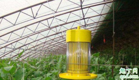 蔬菜大棚杀虫灯怎么选择 大棚蔬菜用什么灯好