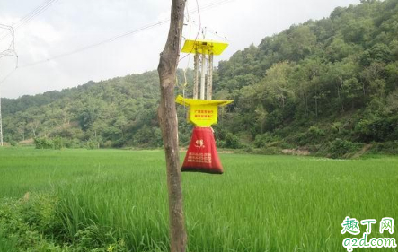 蔬菜大棚杀虫灯怎么选择 大棚蔬菜用什么灯好