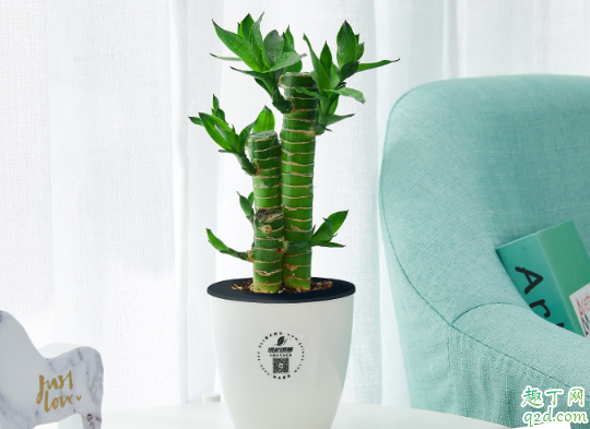 富贵竹怎样水培长得旺盛 富贵竹水培需注意哪些事项