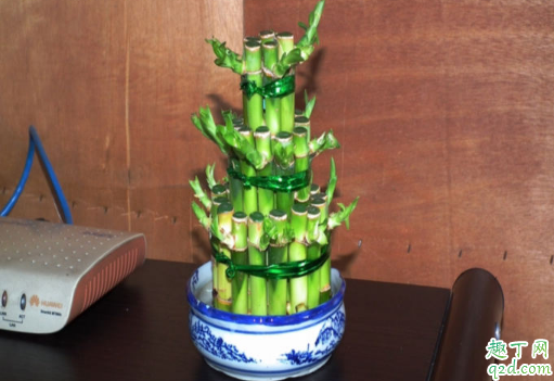 富贵竹叶子冻了能补救不 如何让富贵竹安全过冬