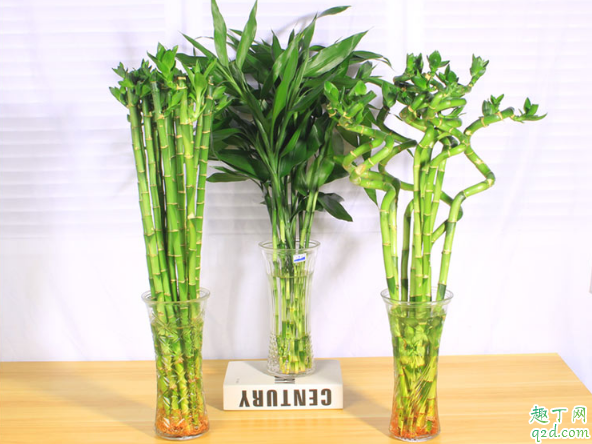 ?富贵竹不生根应该怎么处理 富贵竹怎样养生根快