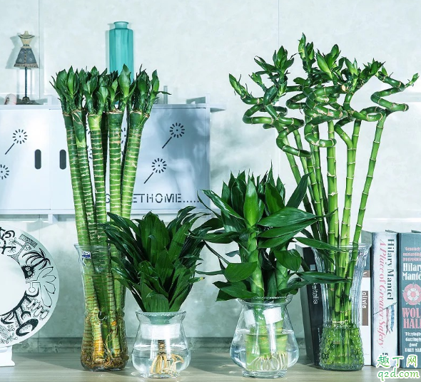 ?富贵竹不生根应该怎么处理 富贵竹怎样养生根快