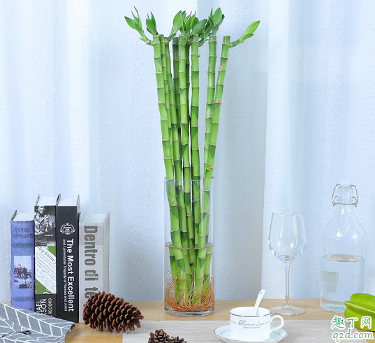 养富贵竹养单的好还是双的好 富贵竹摆放的位置怎么选择