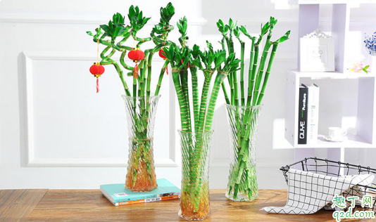 水培富贵竹生根后要换水吗 水养富贵竹怎么换水